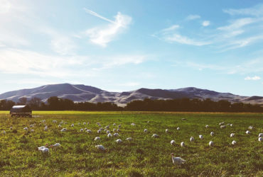 Happy turkeys grazing at Living Sky Farms
