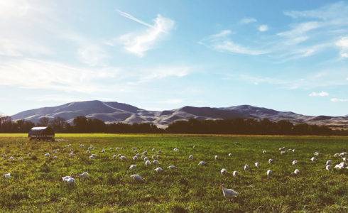 Happy turkeys grazing at Living Sky Farms