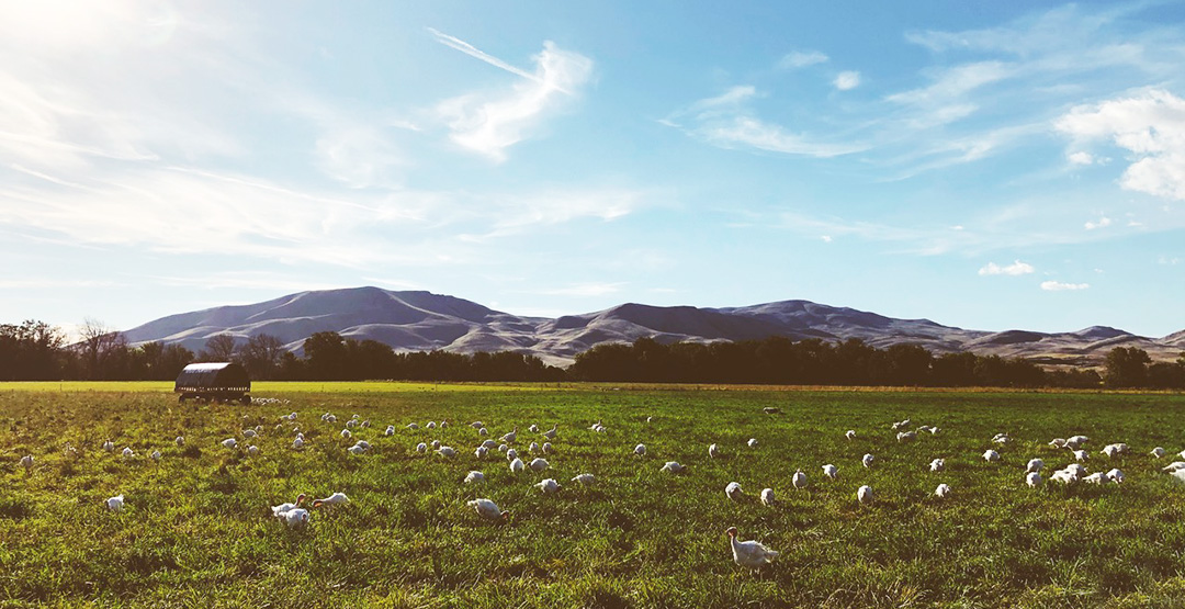 Happy turkeys grazing at Living Sky Farms