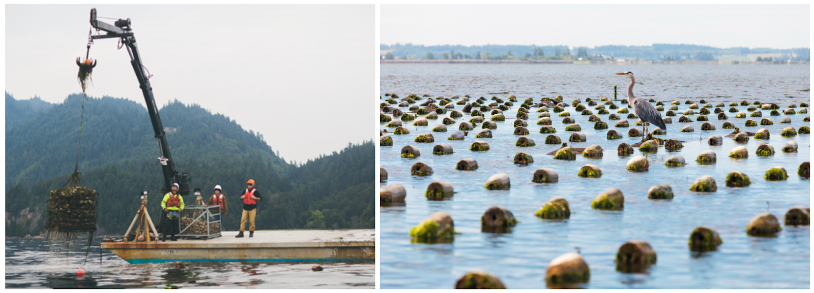 Oyster farming at Taylor Shellfish Farms in the Pacific Northwest, with workers harvesting oysters and a heron standing among oyster-growing structures in calm coastal waters.